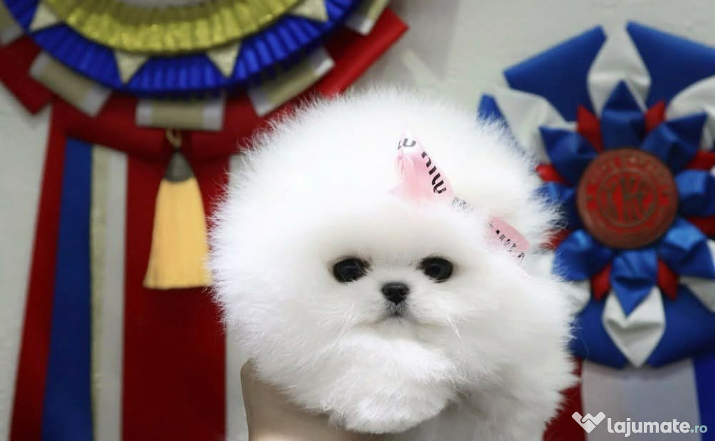 Pomeranian puppy mini boo exemplare superbe