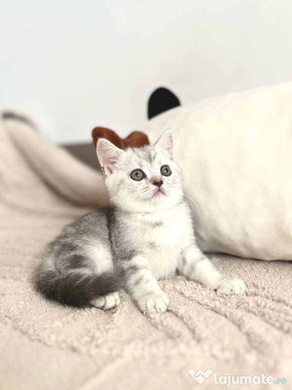 Pisicuța British shorthair chinchila