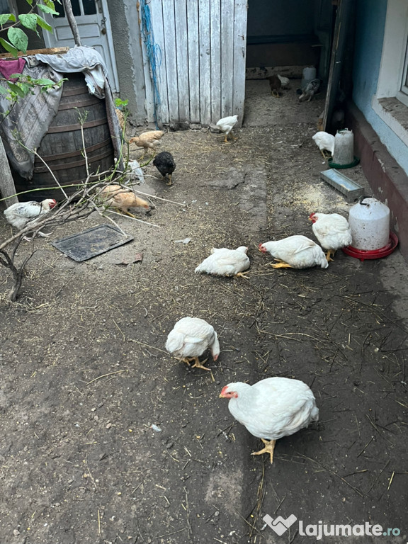 Pui de găină,rațe și gâște