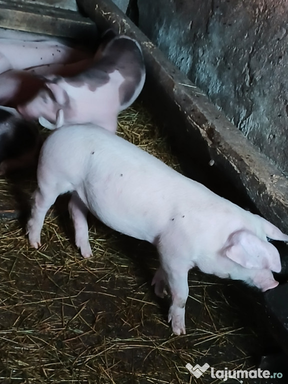 Vând purcei ,7 săptămâni