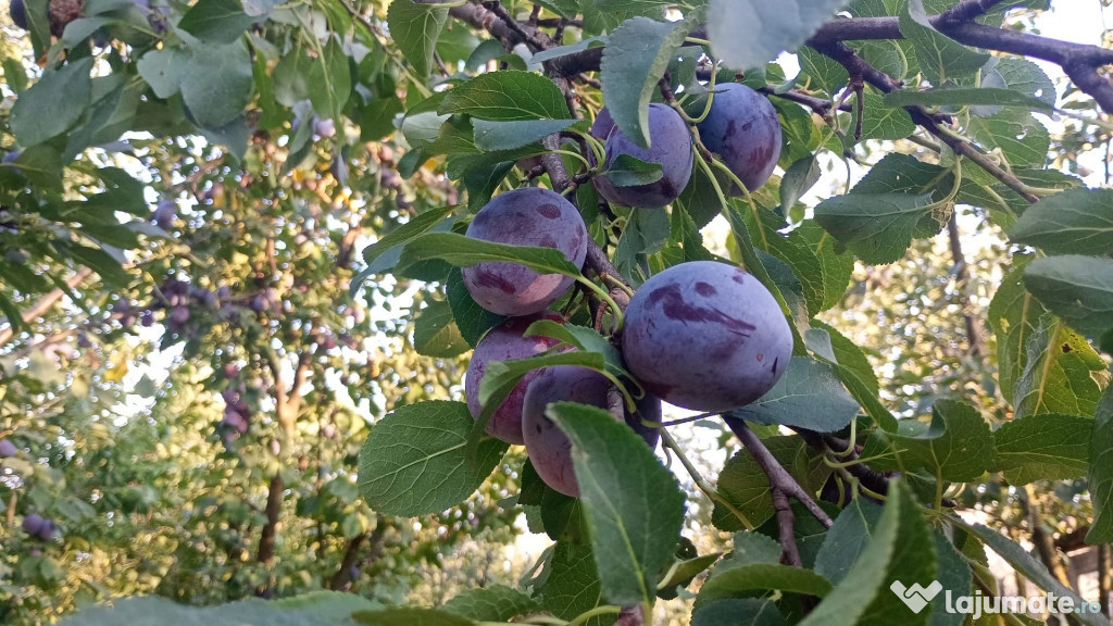 Prune Bio din livada proprie!