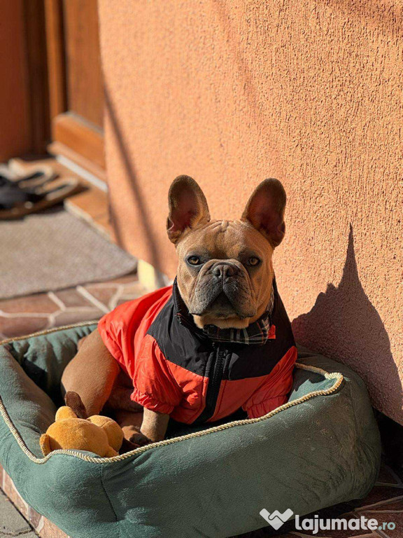 Bulldog Francez maro