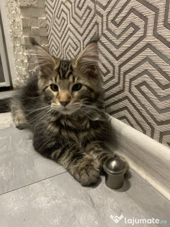 Maine coon puiuți