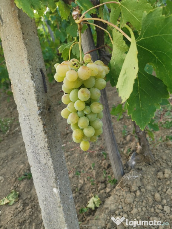 Struguri Victoria