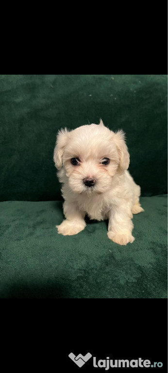 Bichon maltez mini toy