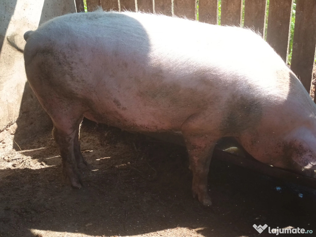 Vand porc pic olandez