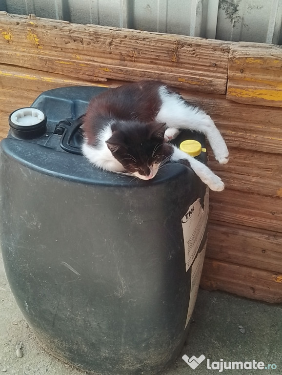 Donez pisoi din femelă de rasă siameza