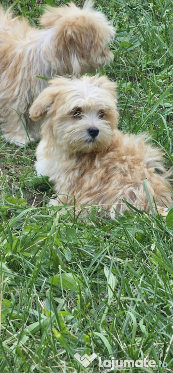 Vând Bichon Havanez are 3 luni, 4 fetițe.