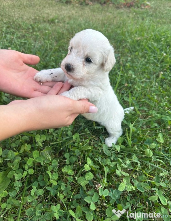 Bichon Maltez alb