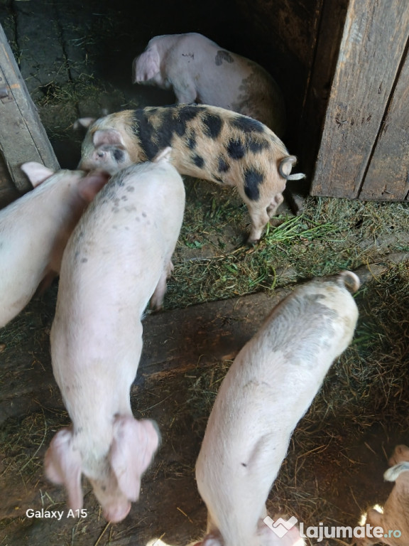 10 purcei în localitatea Pogaceaua