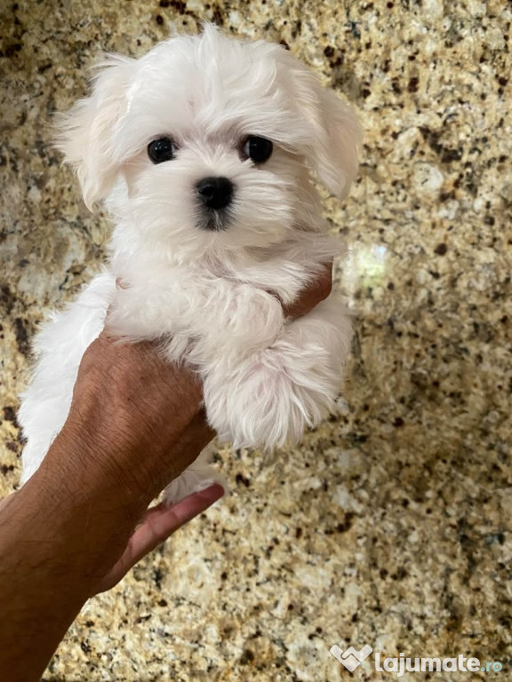 Bichon maltez mini toy