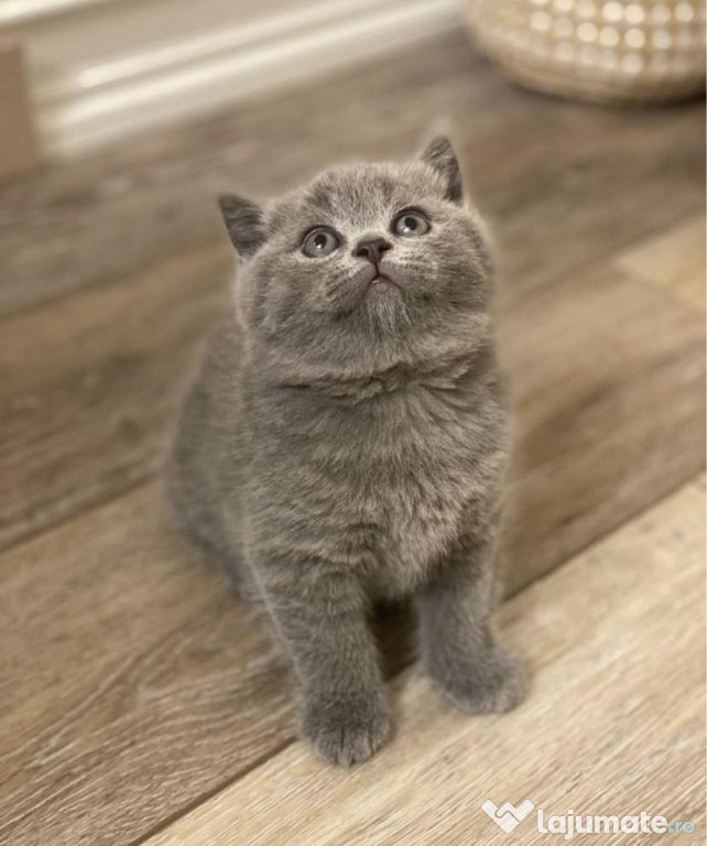 British shorthair băieței și fetițe