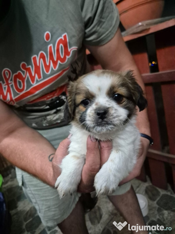Shih tzu shih tzu