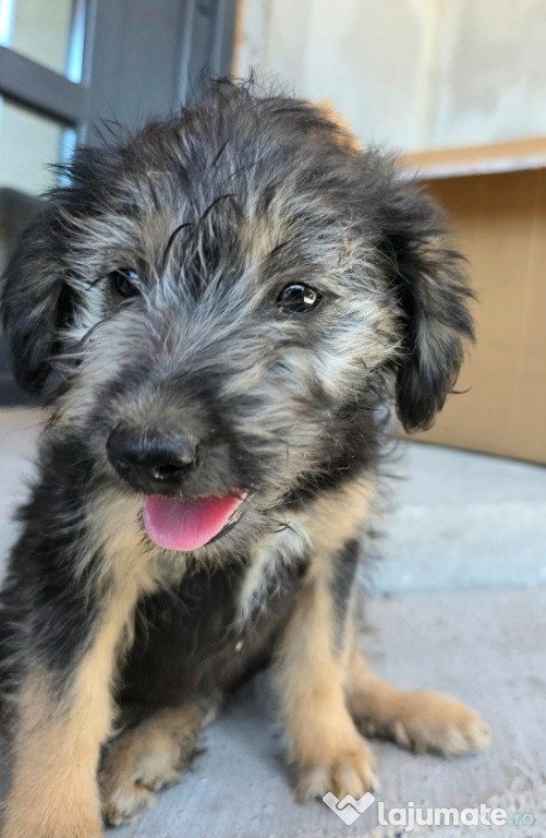 Se oferă spre adopție