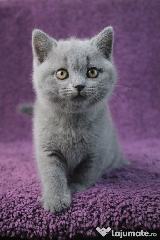 British shorthair băieței și fetițe