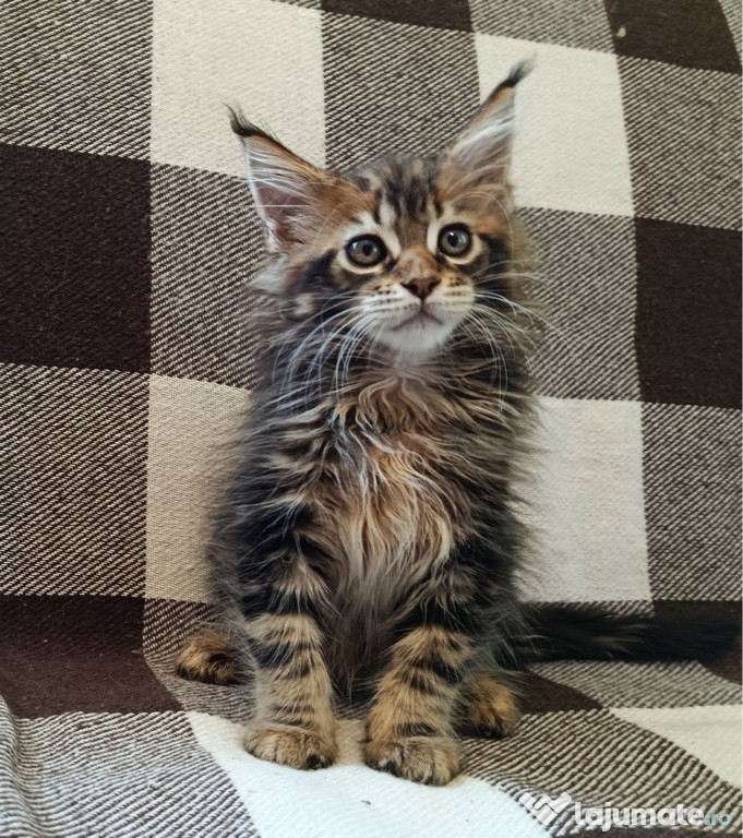Maine coon băieței și fetițe