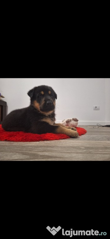 Pui ciobanesc german din părinți cu pedigree