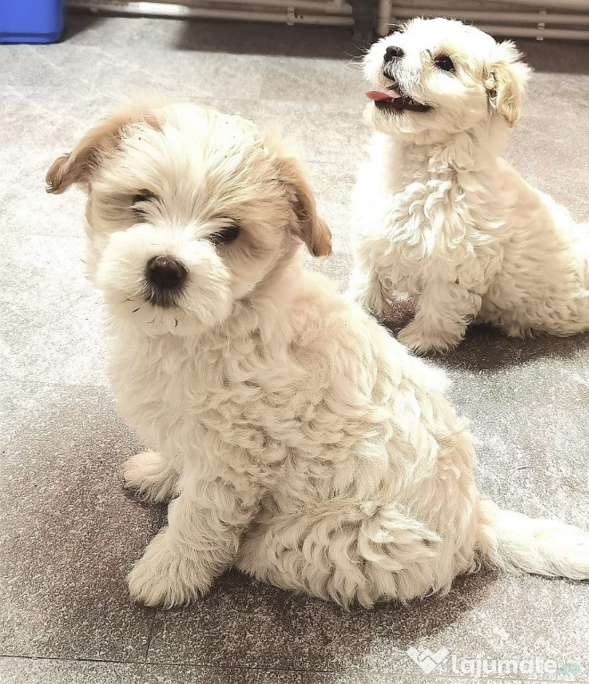 Bichon maltez mini