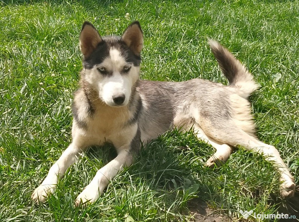 Catea Husky, 11 luni, vaccinata, jucausa