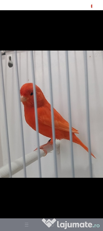 Canari de vânzare