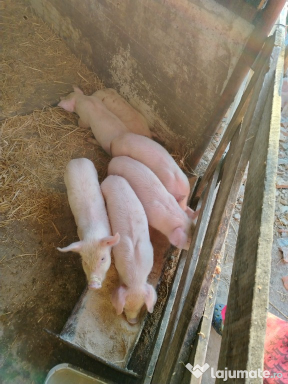 Purcei de 6 săptămâni îs căuta casa nou