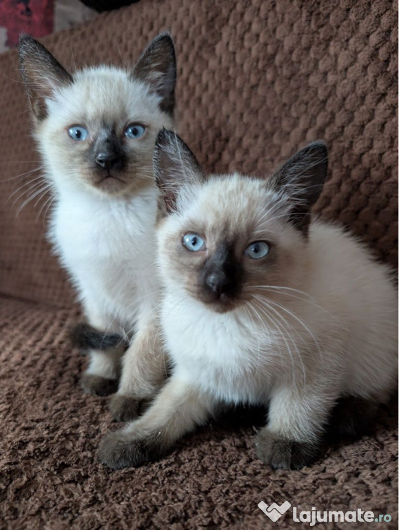 Birmaneză puiuți
