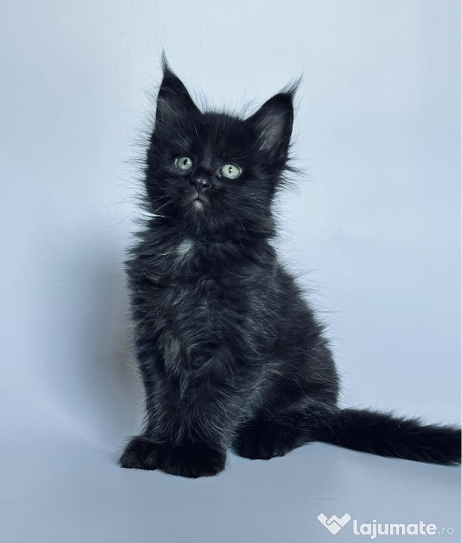 Maine coon puiuți