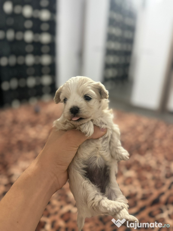 Pui bichon 2 baietei si o fetita se vor deschide la culoare