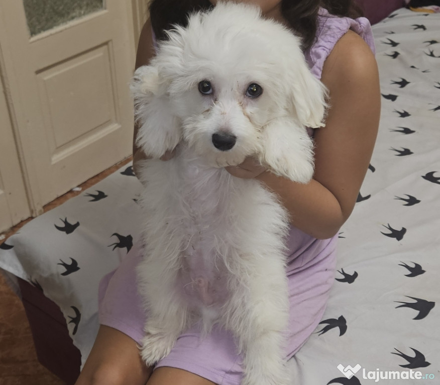 Pui de bichon maltez, băiețel
