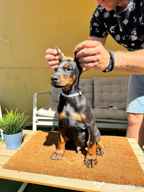 DOBERMAN Cățeluși de vanzare