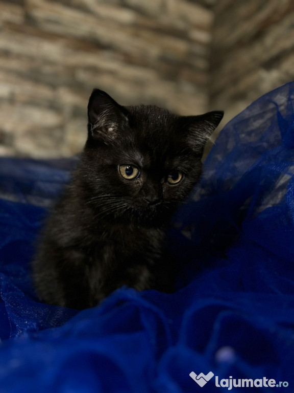 British shorthair