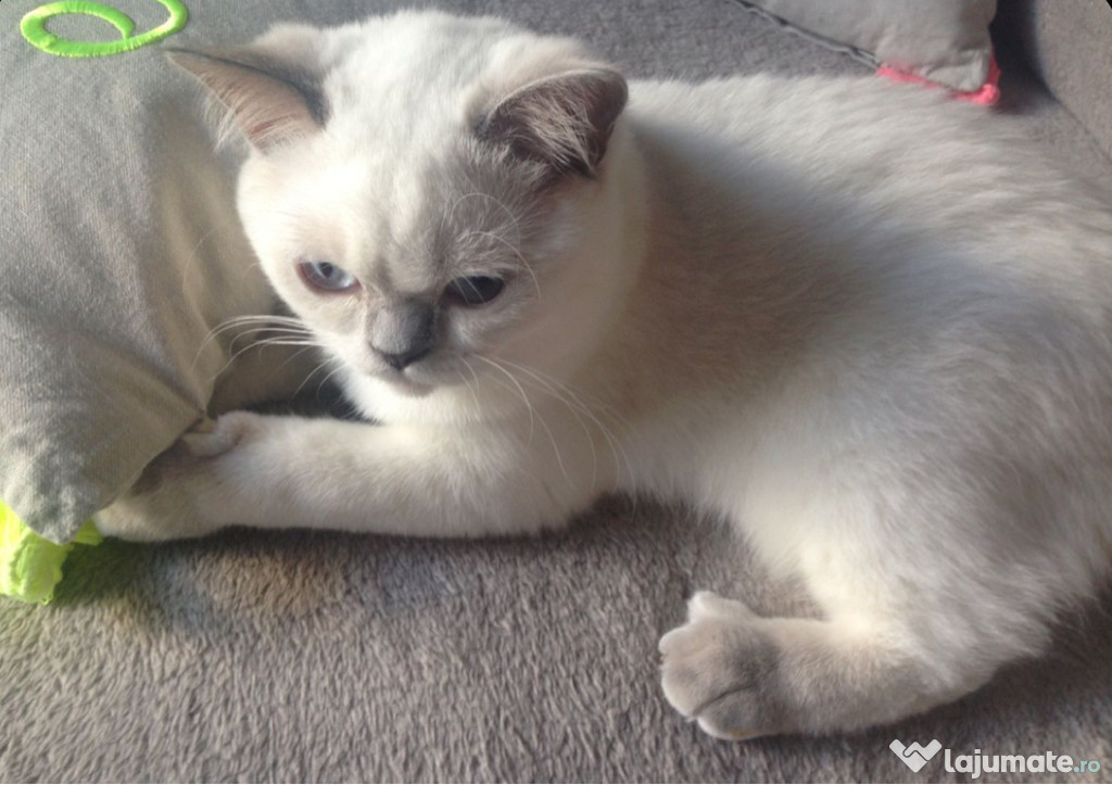 British shorthair color point