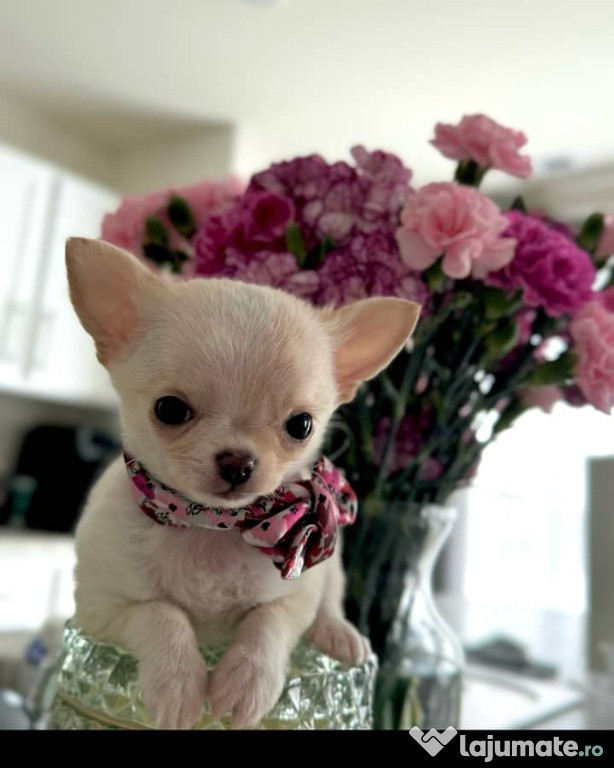 Căței chihuahua de vânzare