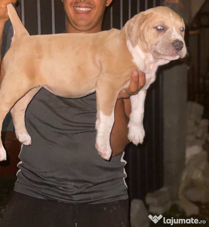 Cățelușa american bully