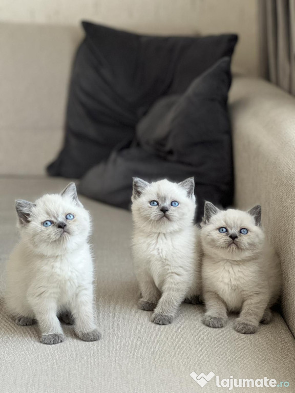 British shorthair puiuți