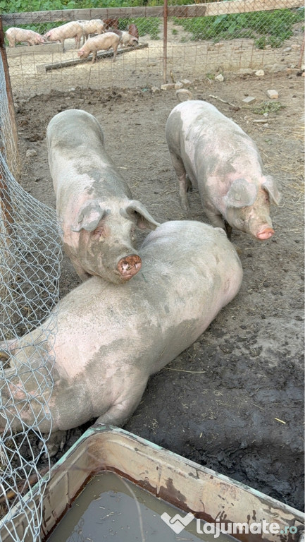 Porci de vanzare - sanatosi si bine ingrijiti