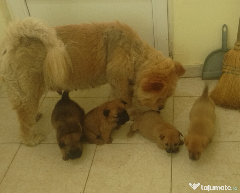 Catei mici caini catelusa chowchow
