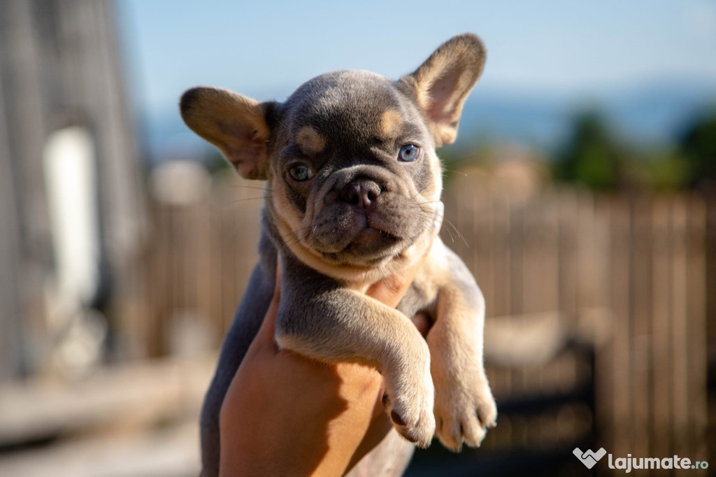 Bulldog Francez - Lilac&Tan - Transport in tara - buldog francez
