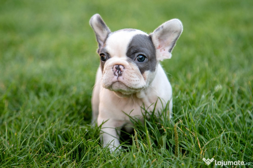 Bulldog Francez - Platinum - Transport in tara - buldog francez