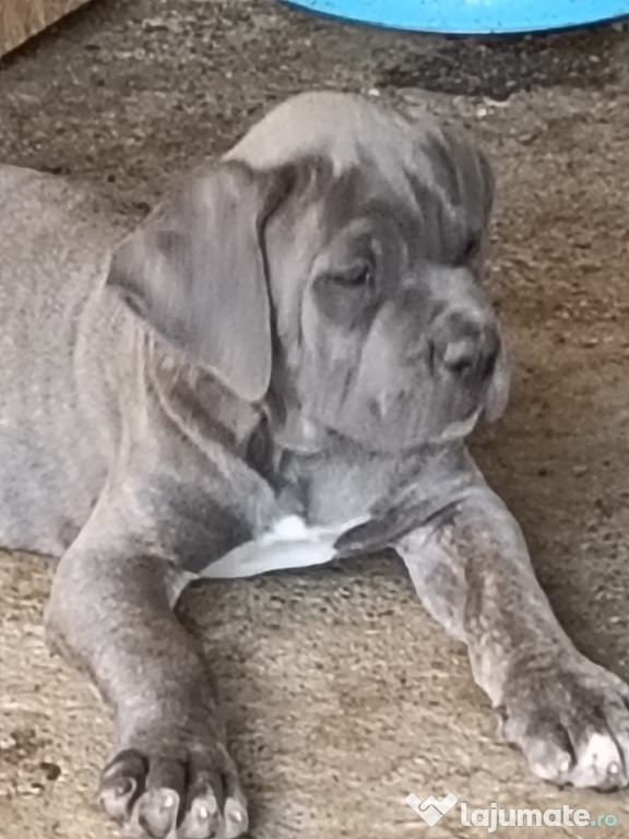 Căței Cane Corso cu pedigree tip A