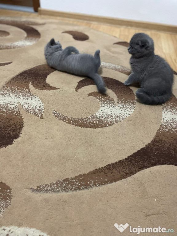 Scottish fold motănel