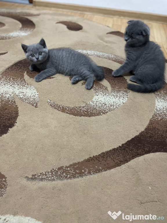 British shorthair pisicuță