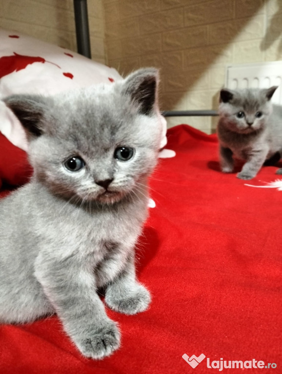 Pisicuți British Shorthair