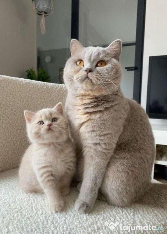 British shorthair pui