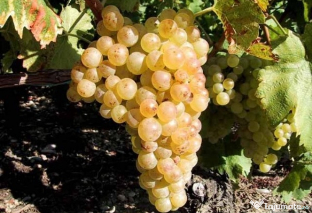 Struguri de vin Transport Gratuit