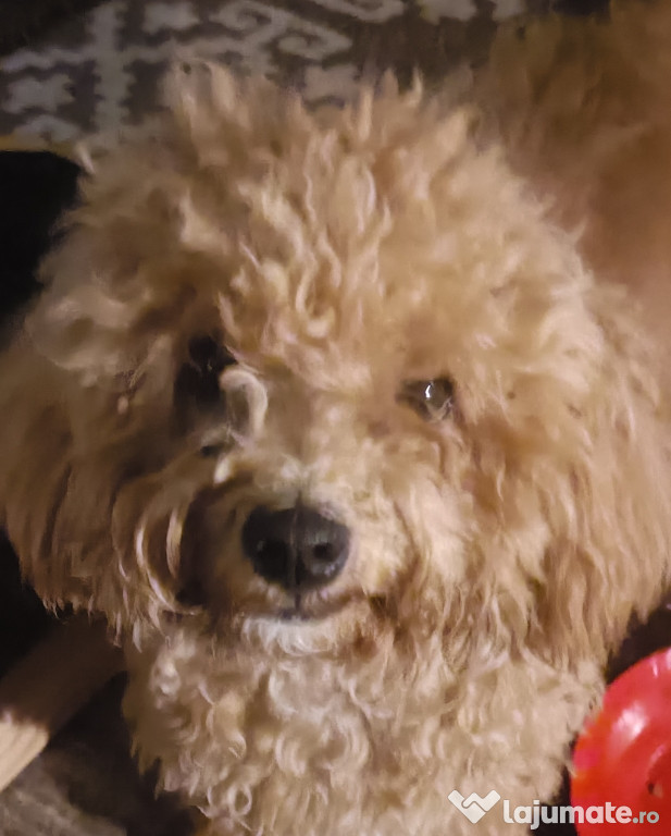 Caniche Toy fetiță 9 luni
