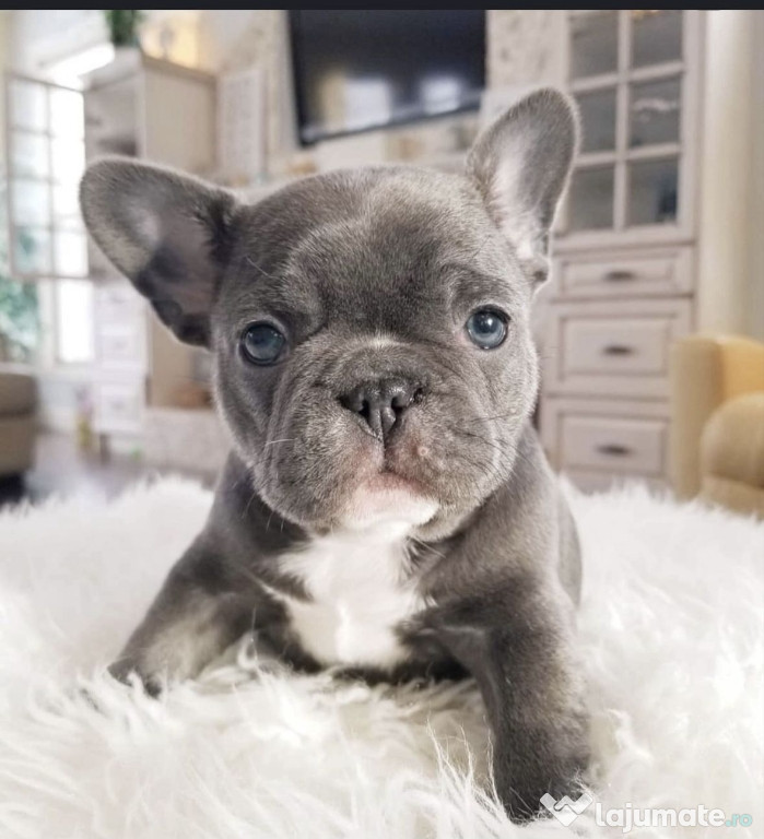 Bulldog francez miny masculi si femele
