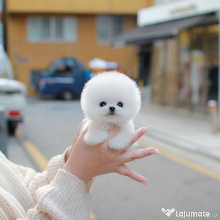 Pomeranian mini toy