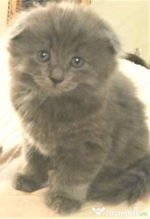 Printesa albastra Scottish Fold pregatita sa plece la noua casuta