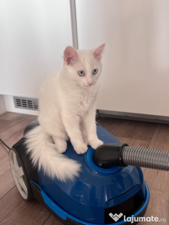 Ariel – Pisicuță dulce, educată și iubitoare, caută cămin!